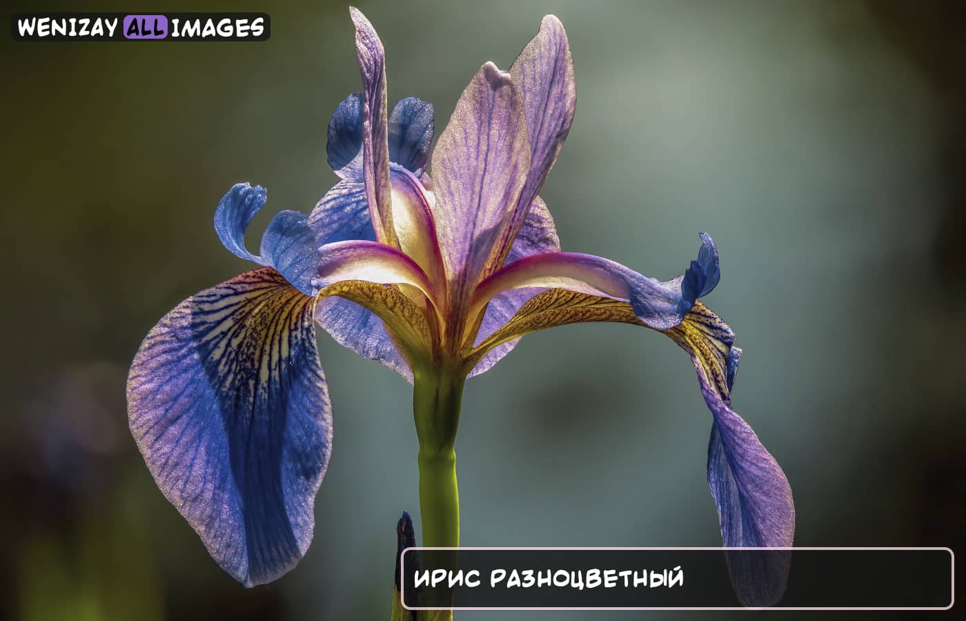 Цветок ириса разноцветного (Iris versicolor) на WeniZAYImages Изображение дня (Август 2022 года, 29 число), Фото моменты