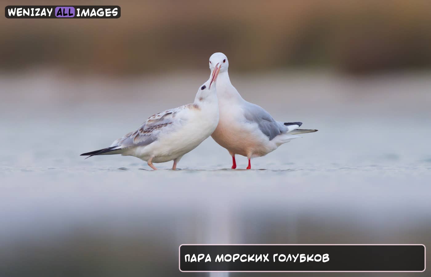 Изображение дня (Август 2022 года, 11 число) Изображение дня (Август 2022 года, 11 число), Фото моменты