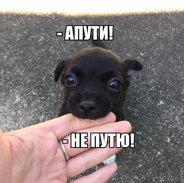 Апути! Апути!, Анекдоты и юмор