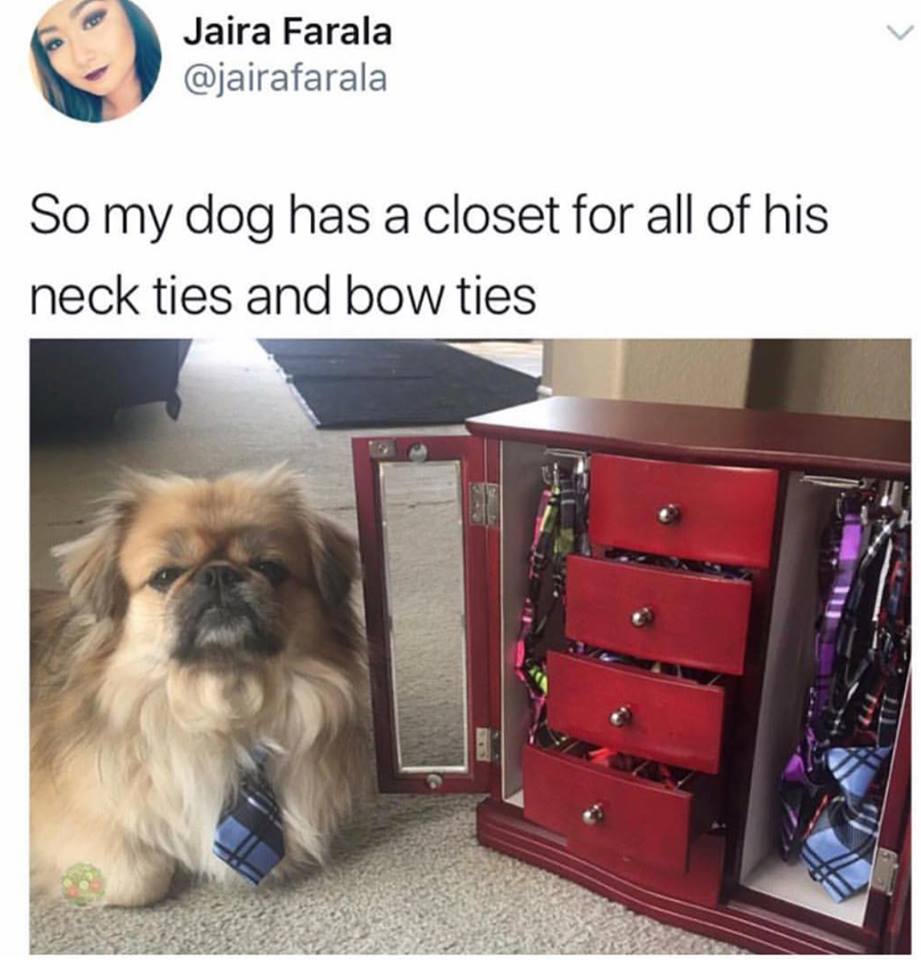Dog's tie Dog's tie, English vibe